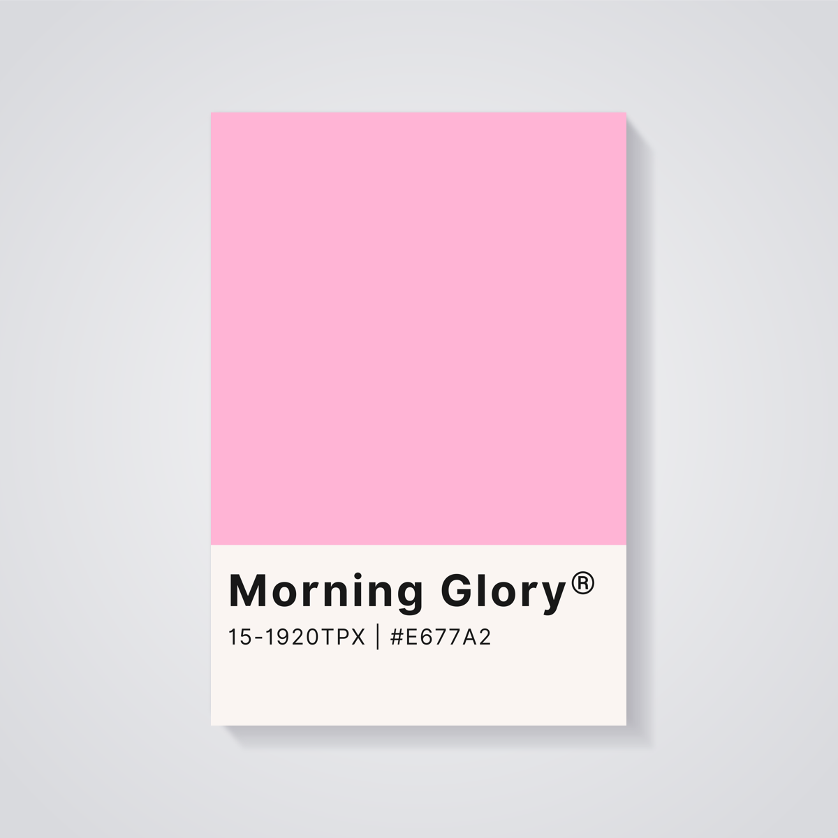 Morning Glory Pink Poster — vista posteriore