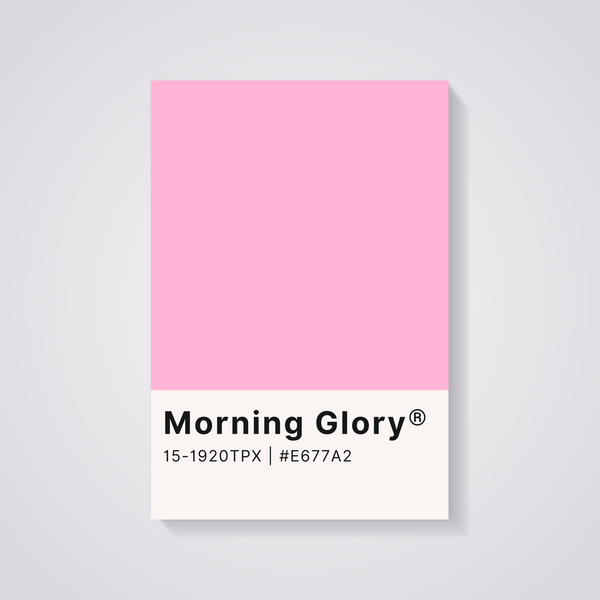 Morning Glory Pink Poster